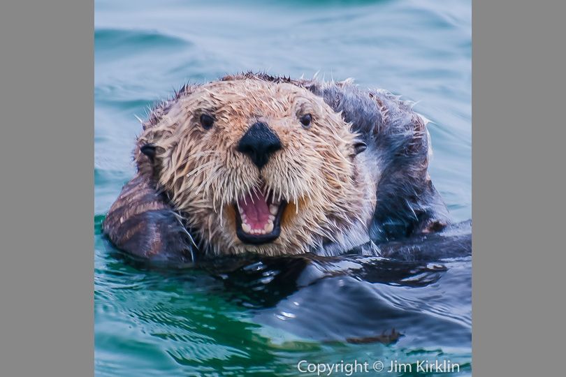 Sea Otter #1